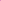 Pink Carnation Ruffles