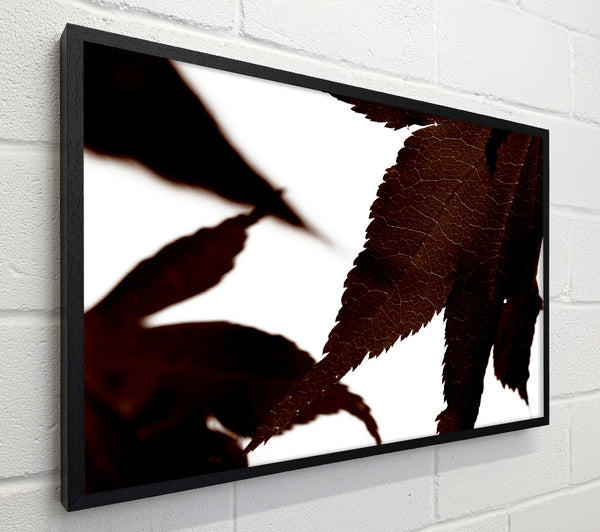 Brown Autumn Leaf