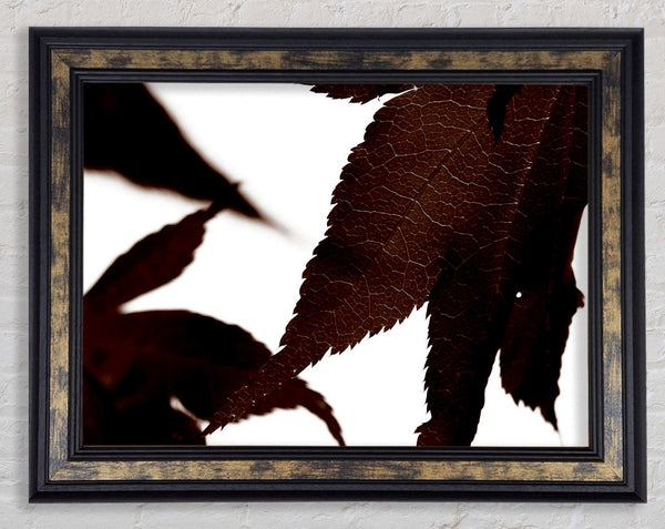 Brown Autumn Leaf Framed Print