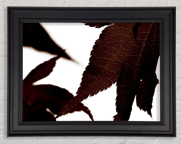 Brown Autumn Leaf Framed Print