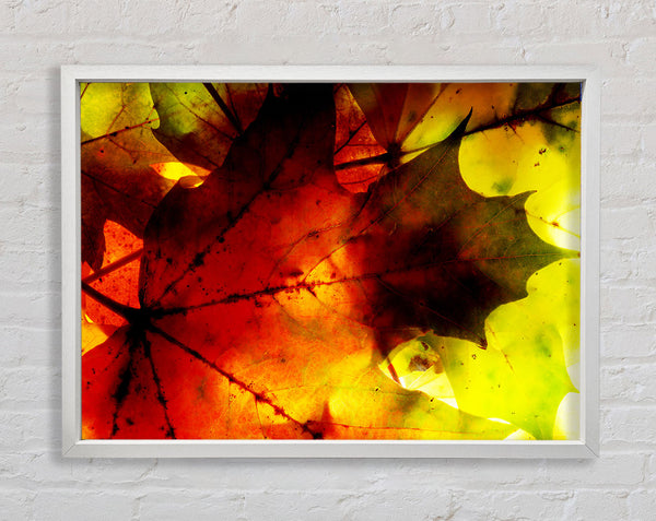 Bursting With Life Framed Print