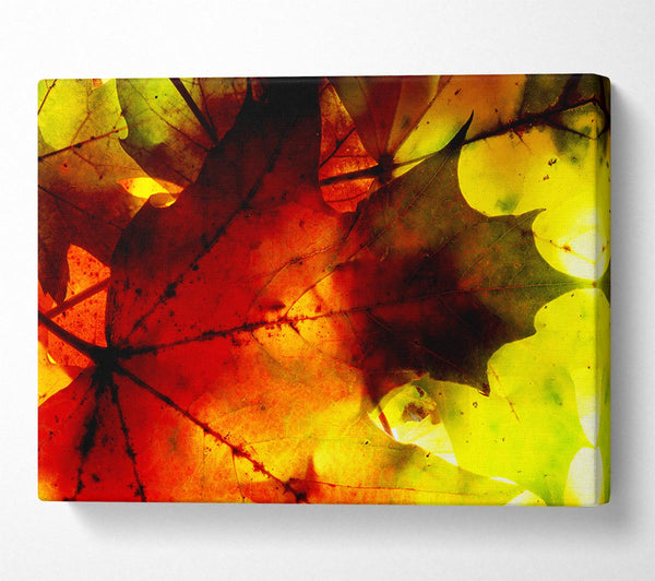  A Canvas Print of Bursting With Life Canvas Art