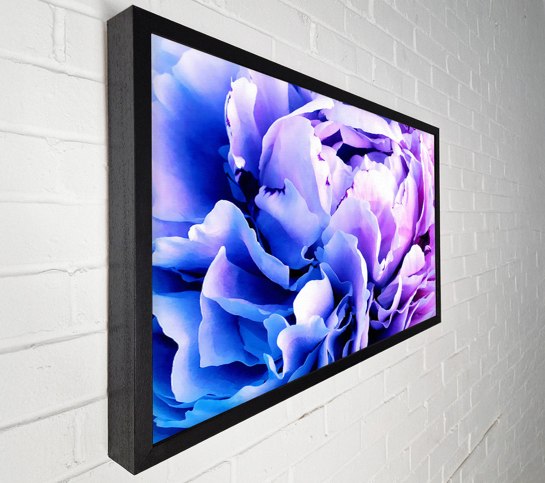  A Canvas Print of Carnation Beauty Canvas Wall Art