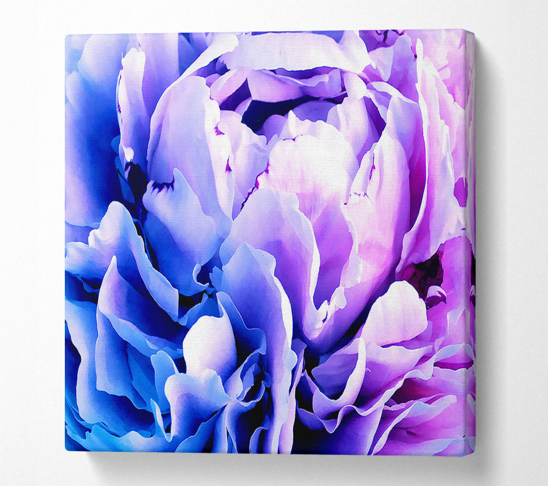  A Canvas Print of Carnation Beauty Canvas Wall Art