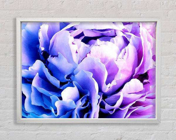 Carnation Beauty Framed Print
