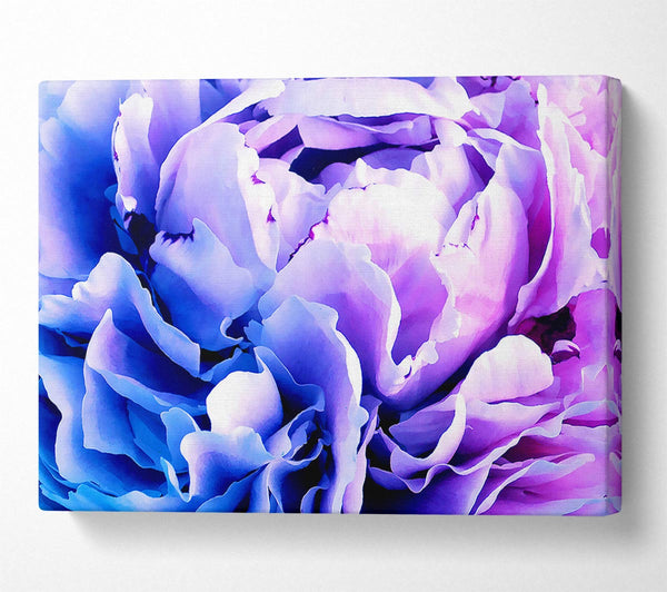  A Canvas Print of Carnation Beauty Canvas Wall Art