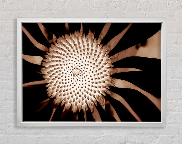 Chocolate Daisy Centre Framed Print