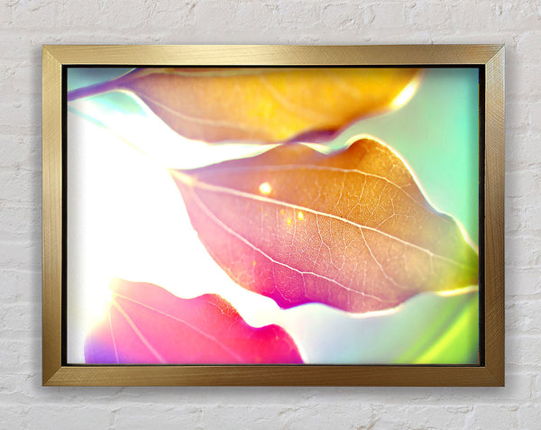 Coloured Leaves Framed Print