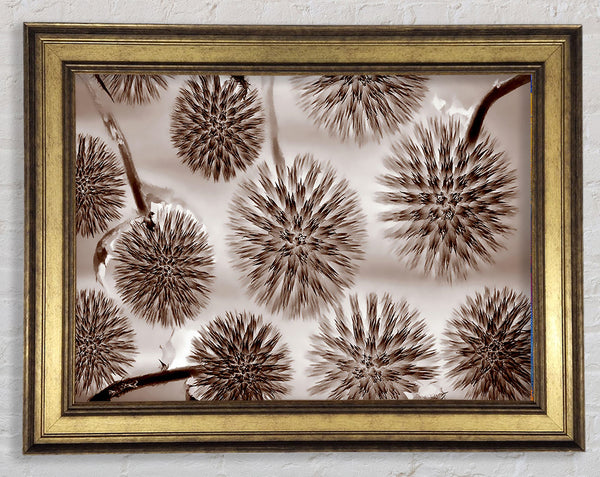 Dandelion Dream Chocolate Framed Print