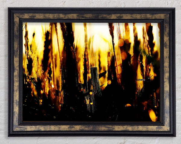 Golden Wheatfield Framed Print