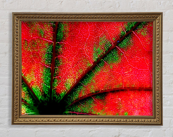 Inside A Poppy Framed Print