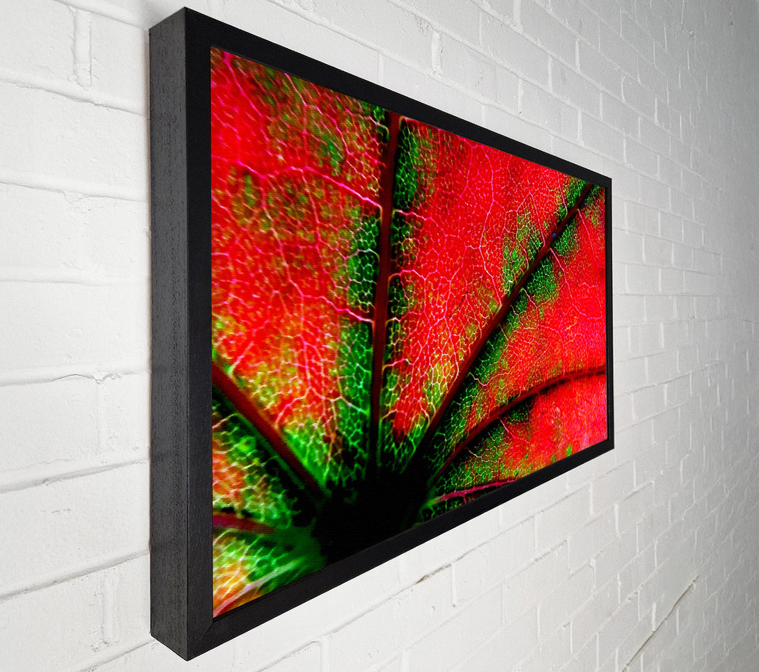  A Canvas Print of Inside A Poppy Canvas Art