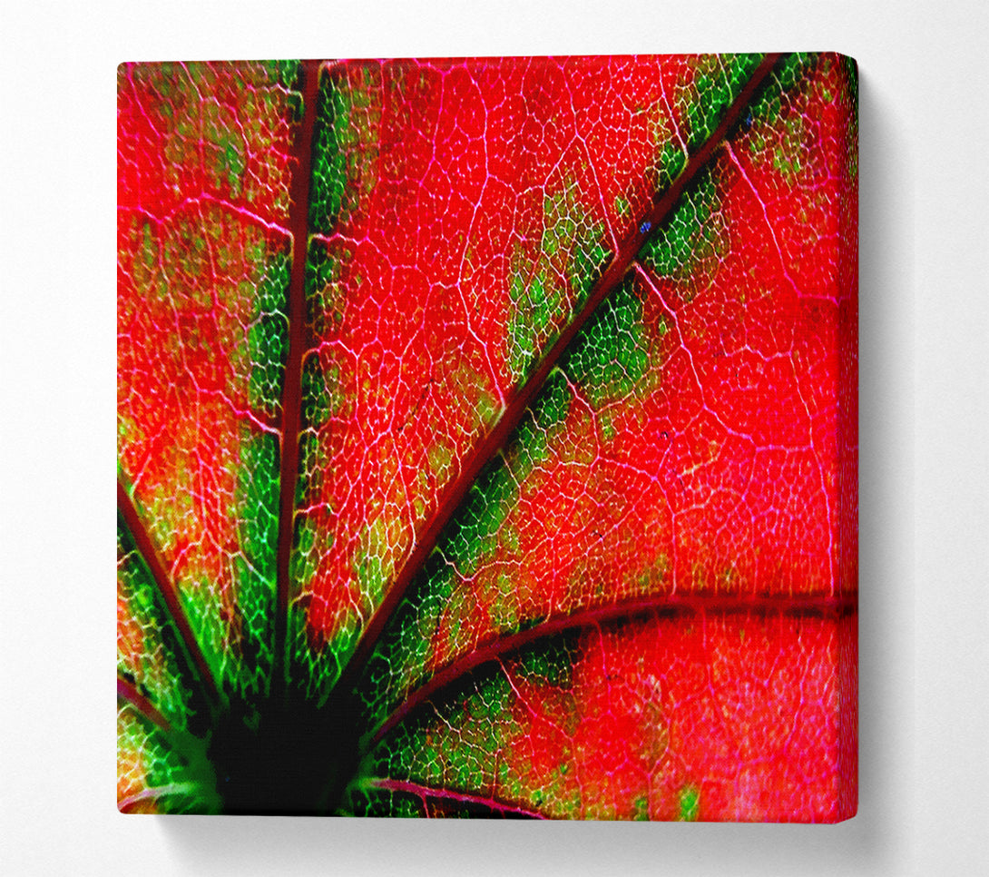  A Canvas Print of Inside A Poppy Canvas Art