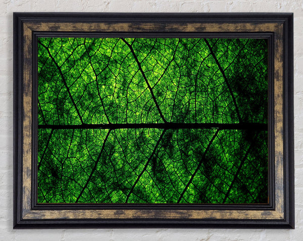 Leaf Veins Framed Print
