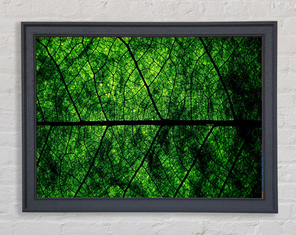 Leaf Veins Framed Print