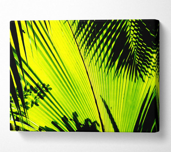  A Canvas Print of Lime Palm Tree Canvas Print