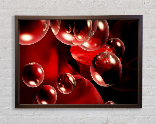 Malteser Delight Framed Print