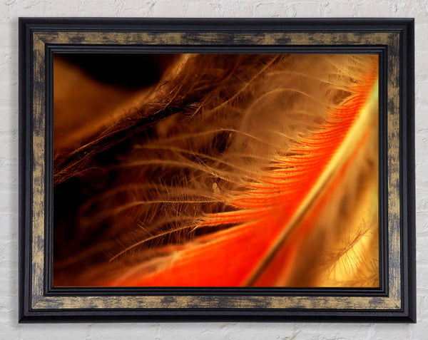 Orange Feather Macro Framed Print