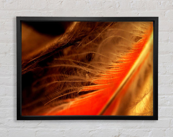 Orange Feather Macro Framed Print