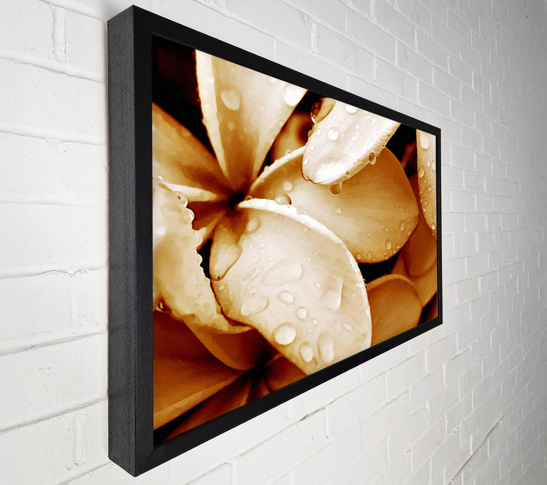  A Canvas Print of Petal Dew Canvas Print