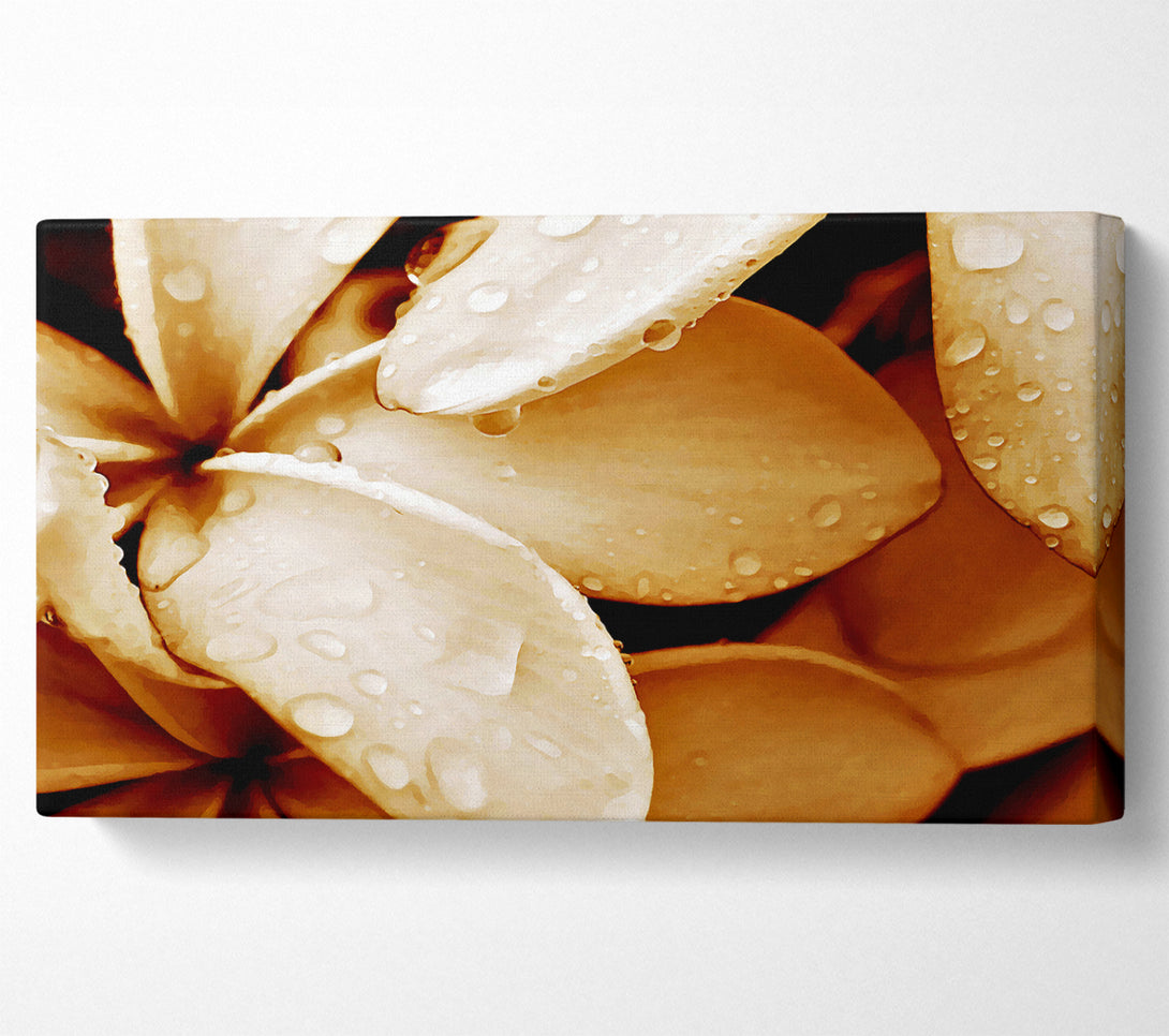  A Canvas Print of Petal Dew Canvas Print