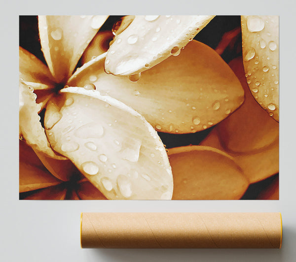 Petal Dew Poster