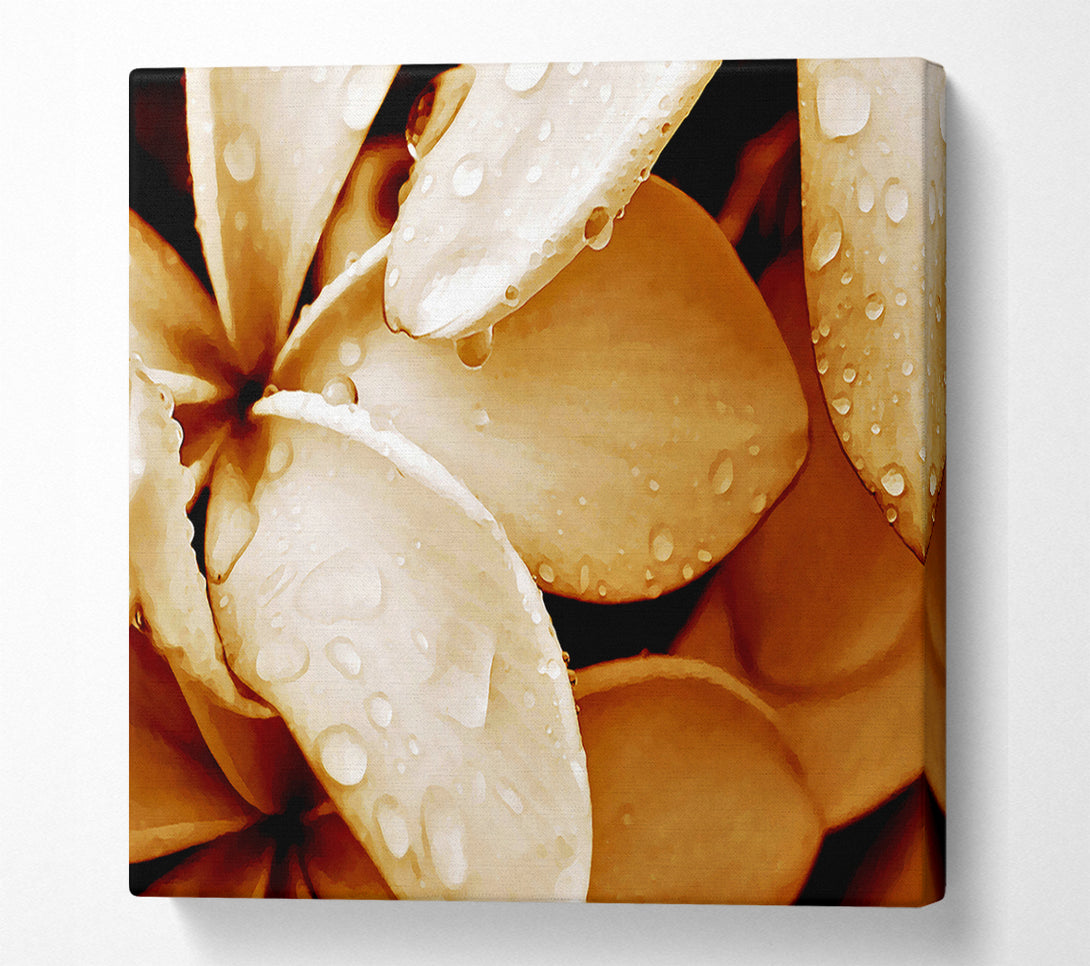  A Canvas Print of Petal Dew Canvas Print
