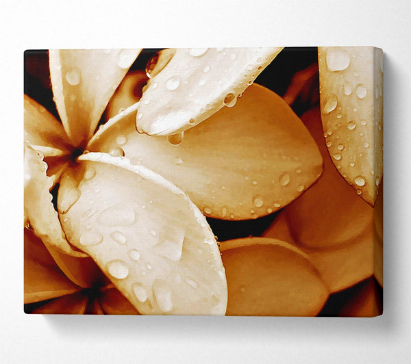  A Canvas Print of Petal Dew Canvas Print