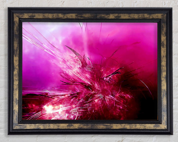 Pink Fury Framed Print