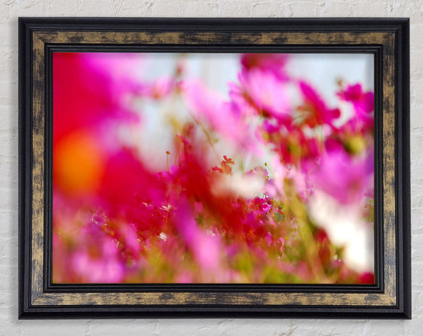 Pinkish Framed Print