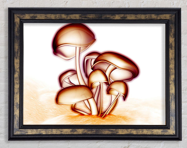 Toad Stool Framed Print