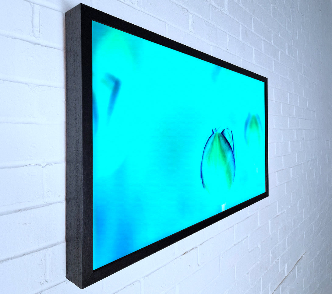  A Canvas Print of Turquoise Tulip Canvas Art