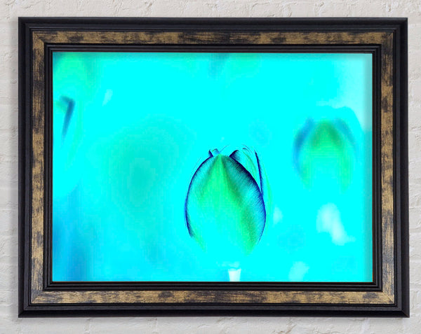 Turquoise Tulip Framed Print