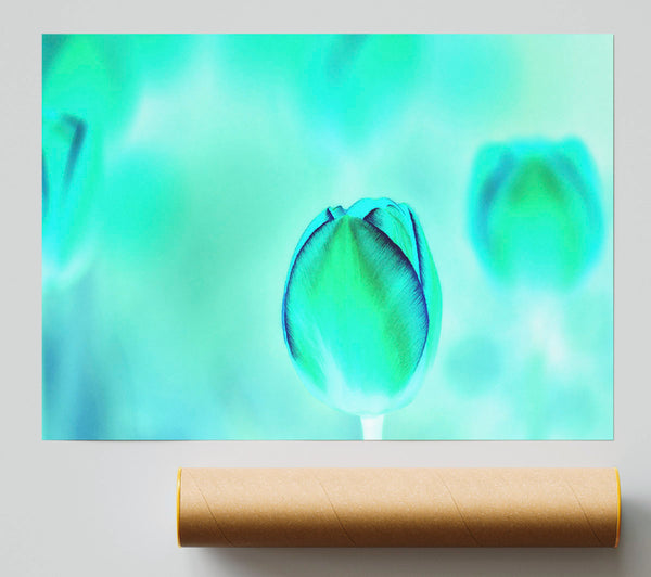 Turquoise Tulip Poster