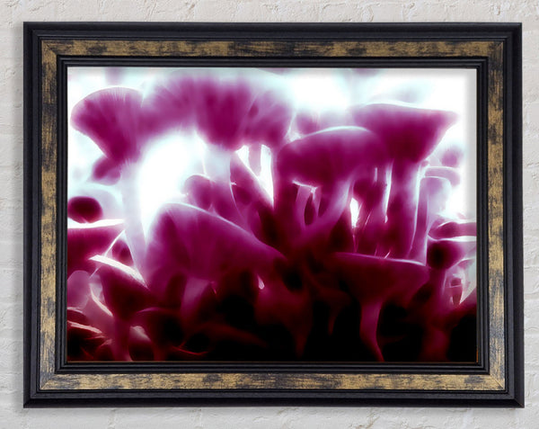 Vibrant Toad Stools Framed Print