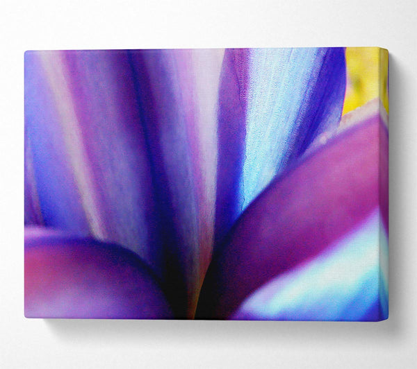  A Canvas Print of Violet Dream Canvas Print