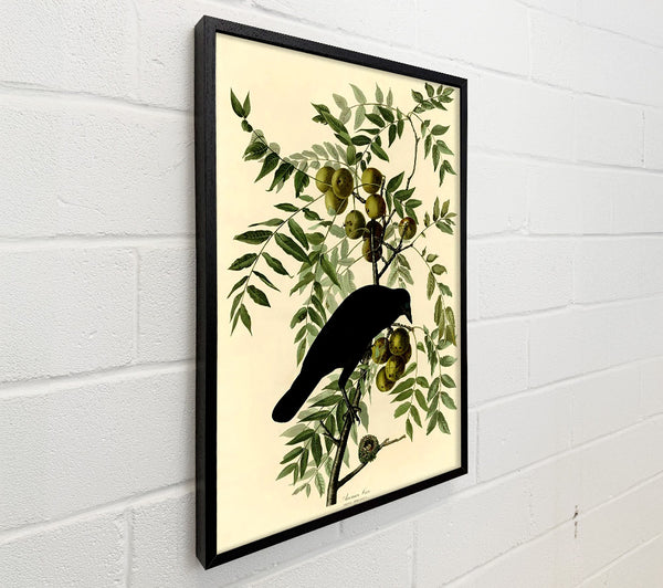 Audubon American Crow Plate 156