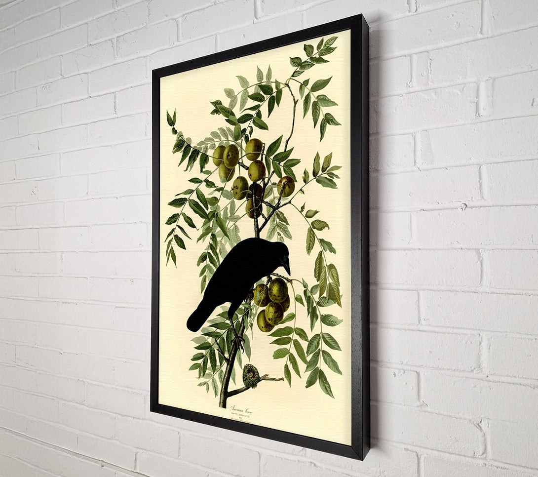  A Canvas Print of Audubon American Crow Plate 156 Canvas Wall Art