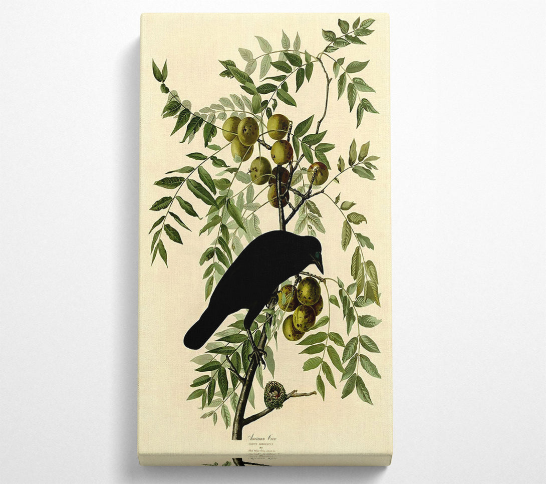  A Canvas Print of Audubon American Crow Plate 156 Canvas Wall Art