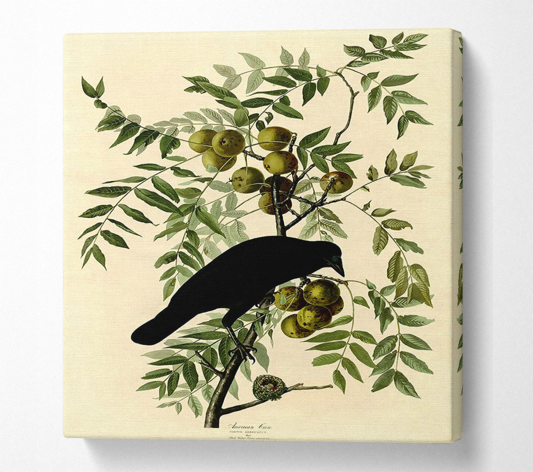  A Canvas Print of Audubon American Crow Plate 156 Canvas Wall Art