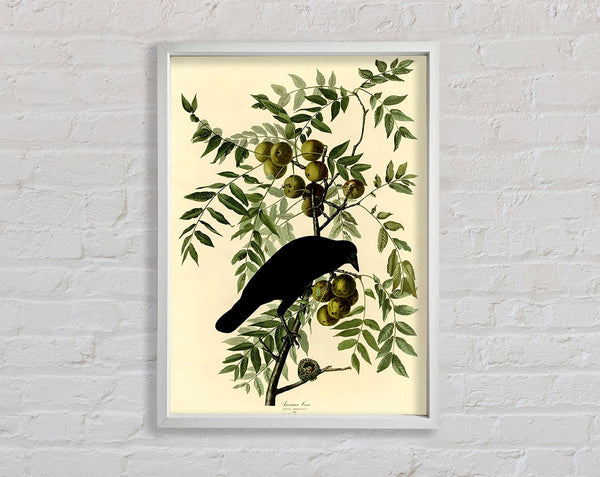 Audubon American Crow Plate 156 Framed Print