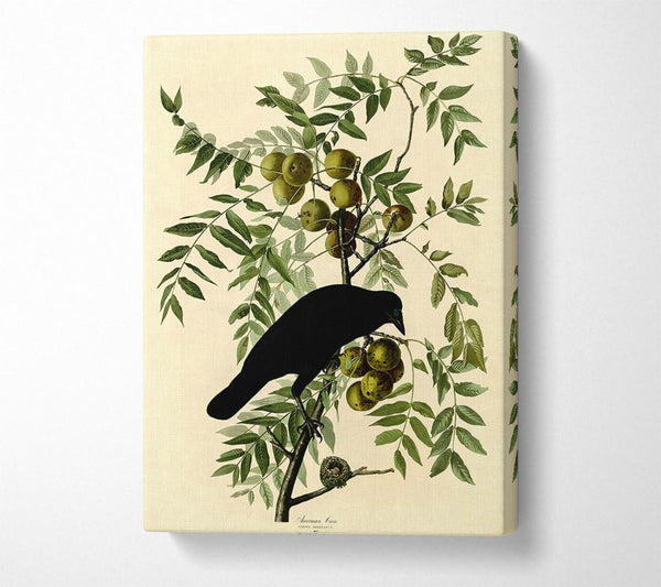  A Canvas Print of Audubon American Crow Plate 156 Canvas Wall Art