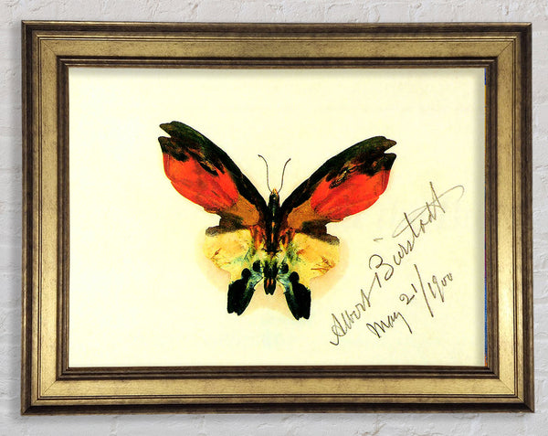 Bierstadt Butterfly 2 Framed Print