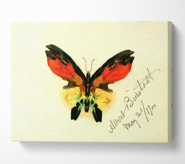  A Canvas Print of Bierstadt Butterfly 2 Canvas Print