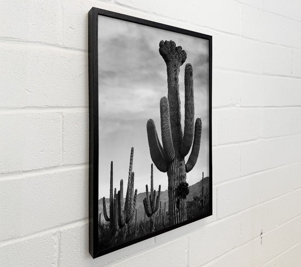 Ansel Adams Cactus In Saguaro National Monument In Arizona B n W
