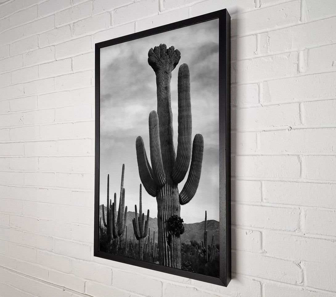  A Canvas Print of Ansel Adams Cactus In Saguaro National Monument In Arizona B n W Canvas Art