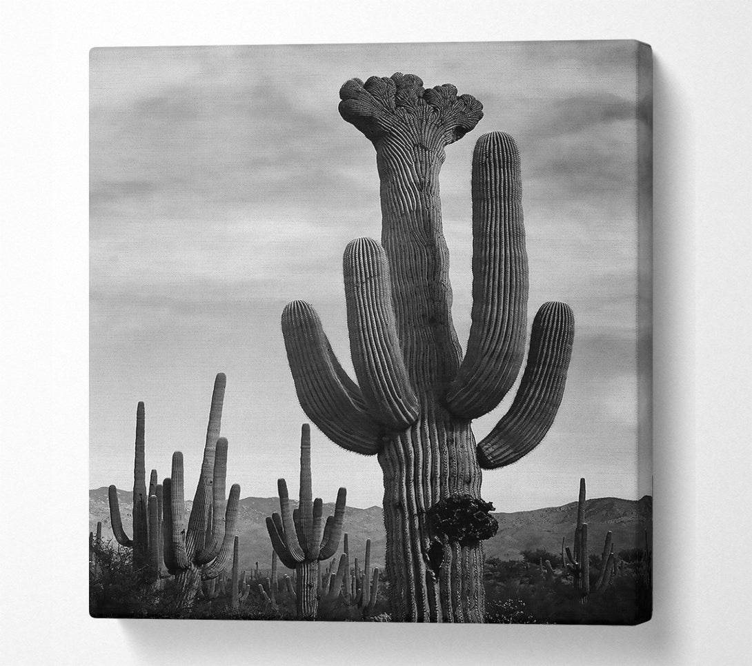  A Canvas Print of Ansel Adams Cactus In Saguaro National Monument In Arizona B n W Canvas Art