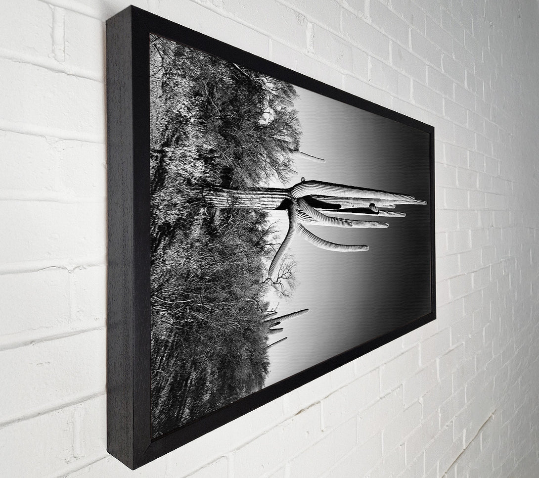  A Canvas Print of Ansel Adams Cactus In Saguaro National Monument In Arizona Canvas Wall Art