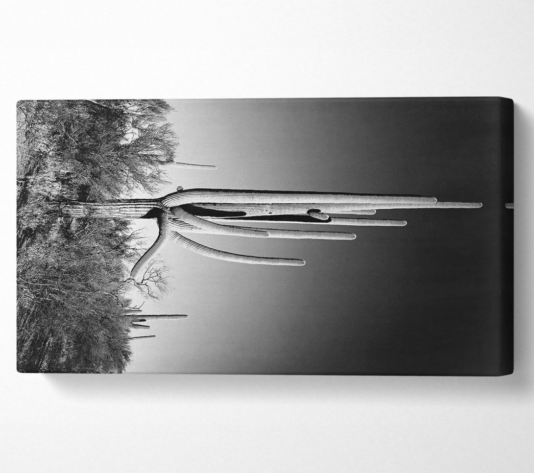  A Canvas Print of Ansel Adams Cactus In Saguaro National Monument In Arizona Canvas Wall Art