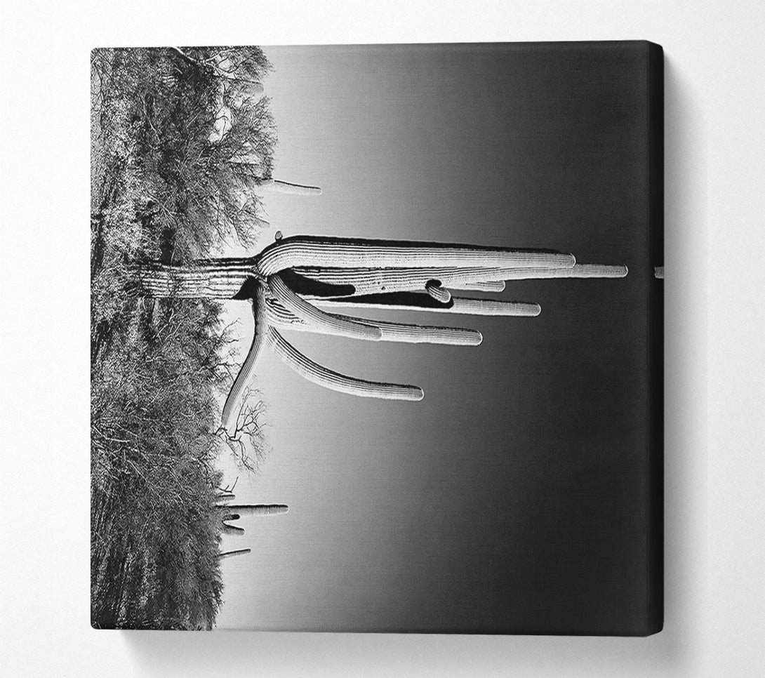  A Canvas Print of Ansel Adams Cactus In Saguaro National Monument In Arizona Canvas Wall Art
